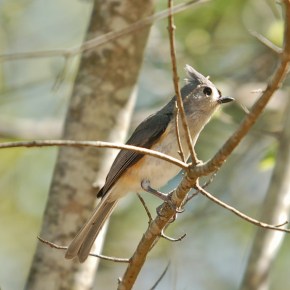 Titmice
