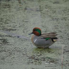 Green-winged Teal