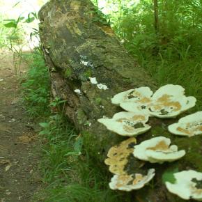 Mushrooms, nature’s in&nbsp;Art