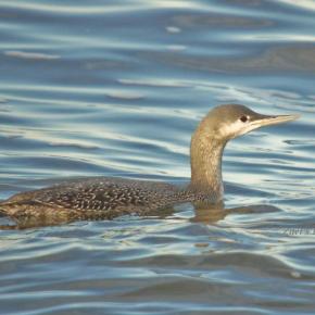 Common Loon