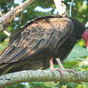 Turkey Vulture