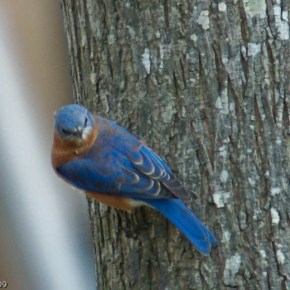 Bluebird