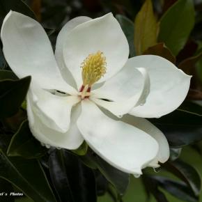Magnolia Flower