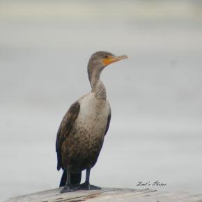 Cormorant