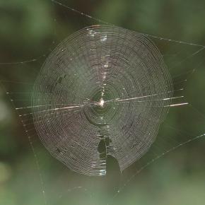 Spider web