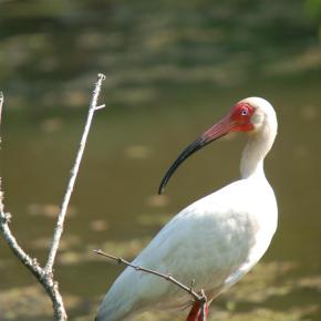White Ibis