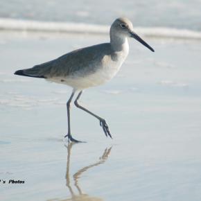 Shorebird
