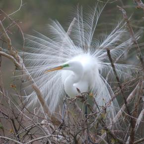 Great Egret