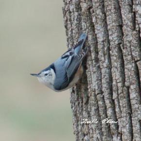 Nuthatches