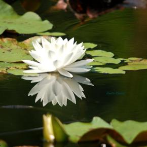 Water Lily