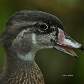 Wood Duck