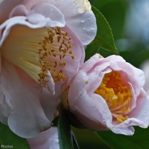 Pink Camelia