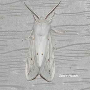 Little white Moth