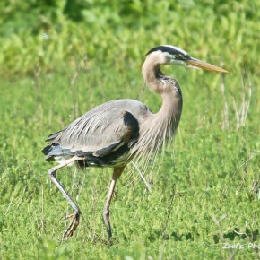 Heron