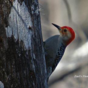 Woodpecker