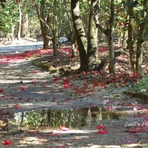 Nature Camelia carpet