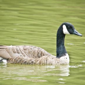 Canada Goose