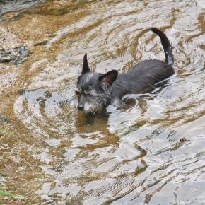 Dog on the&nbsp;Creek