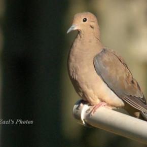 Morning Dove