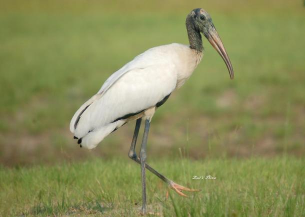 Wood Stork 
