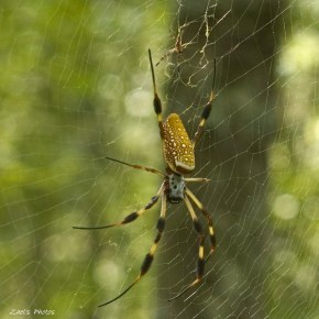 Golden Silk Spiders (Nephila&nbsp;clavipes)