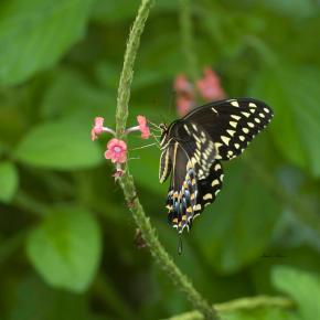 Southern Swallowtail