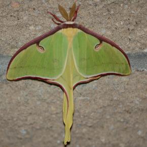 Luna Moth