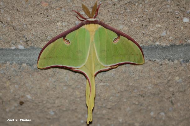 Luna Moth