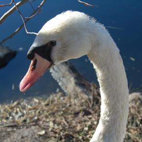 Mute Swan