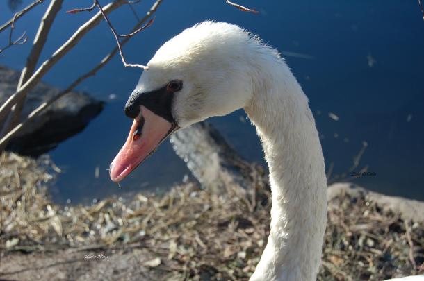 Mute Swan
