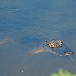 American Alligator