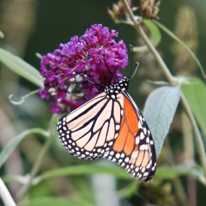 Monarch Butterfly