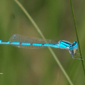 Blue-tailed Damselfly