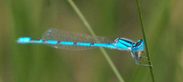 Blue -tailed Damiselfly