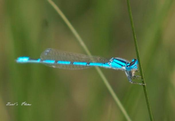 Blue -tailed Damiselfly
