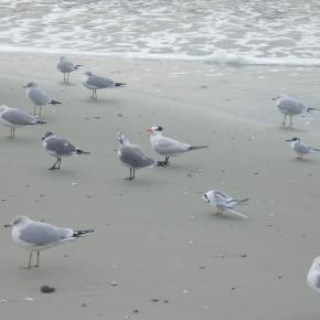 Gulls and Elegant&nbsp;Terns