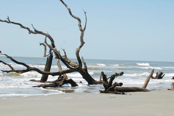 Bull Island, SC