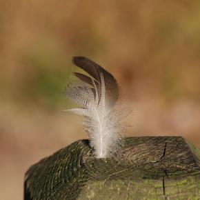 Feather