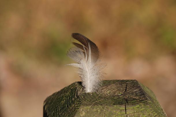 Feather