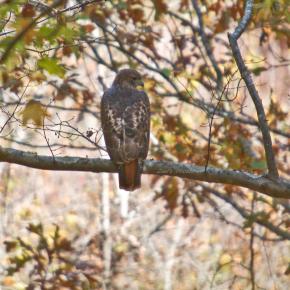 Red-tailed Hawk