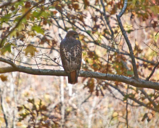 Red-tailed Hawk
