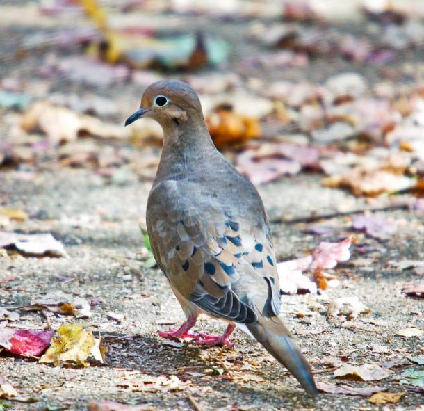 Mourning Dove
