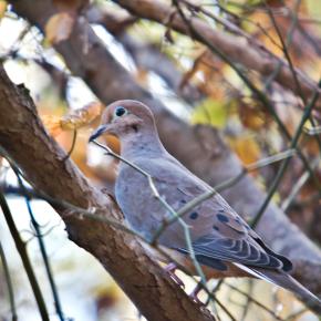 Mourning Dove