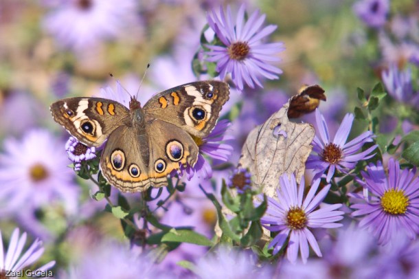  Common Buckeye