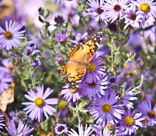 Butterfly American Lady