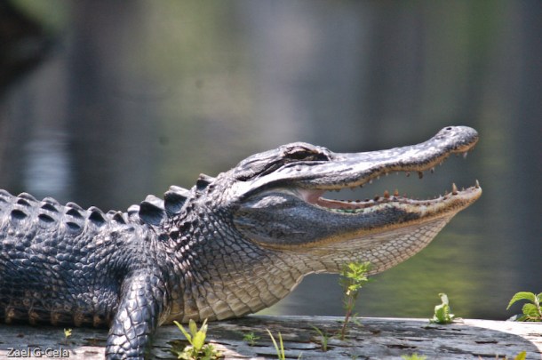 American Alligator