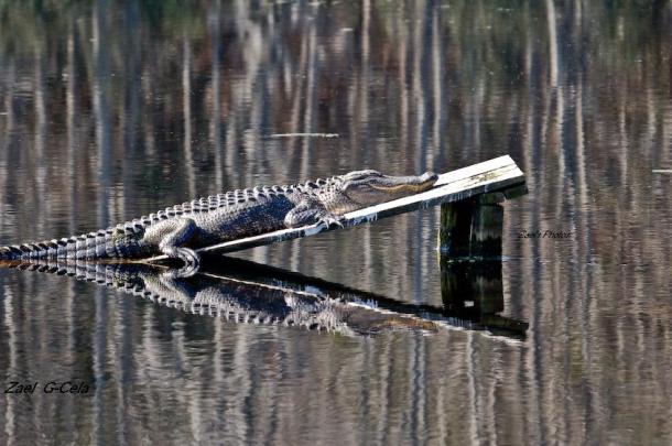 American Alligator