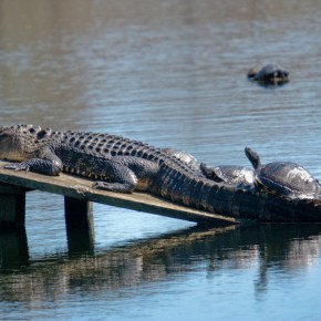 Alligator with Turtles