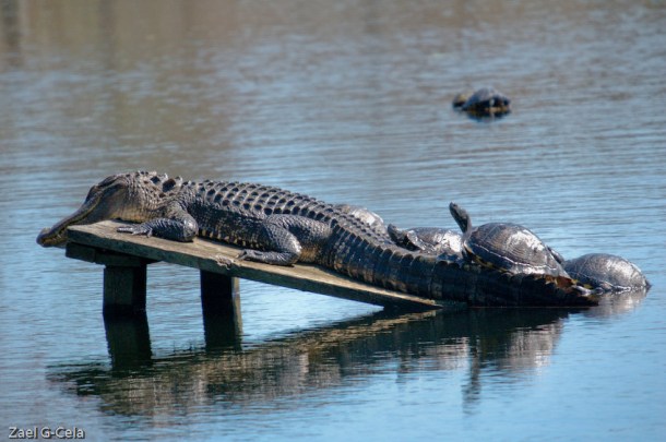 Alligator and Turtles