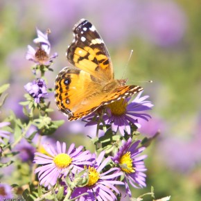 Butterfly American Lady